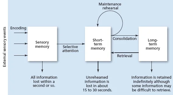 Information Processing Model Of Memory