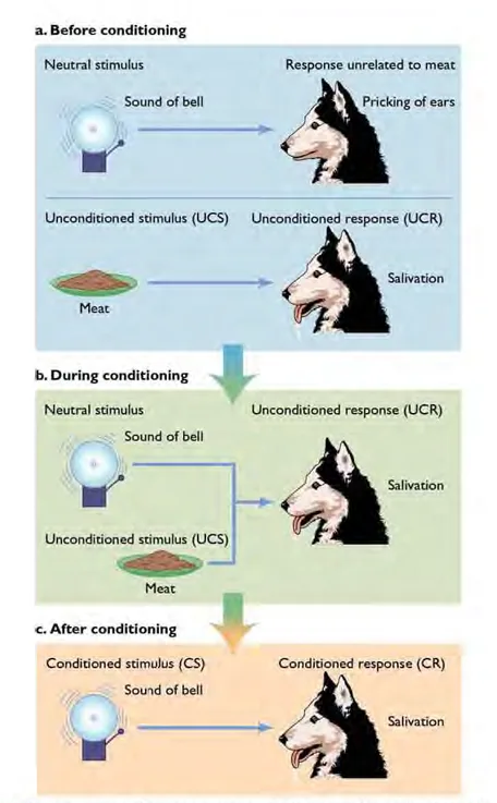 classical conditioning