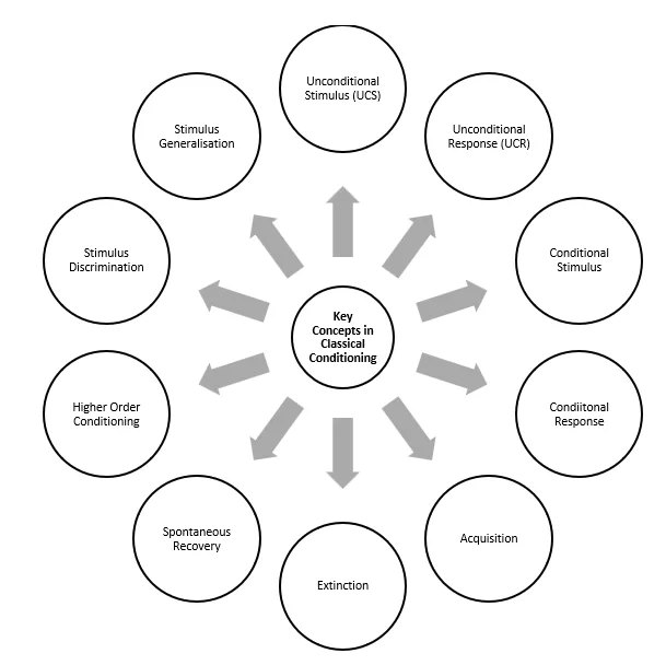 Key Concepts in Classical Conditioning