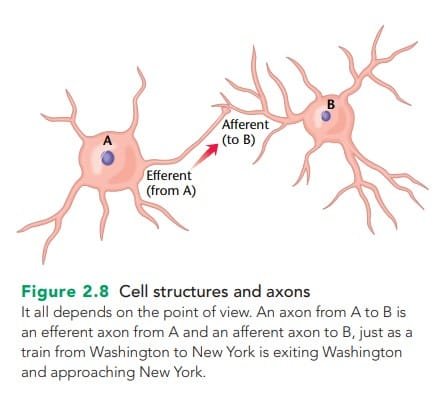 Efferent & Afferent axons
