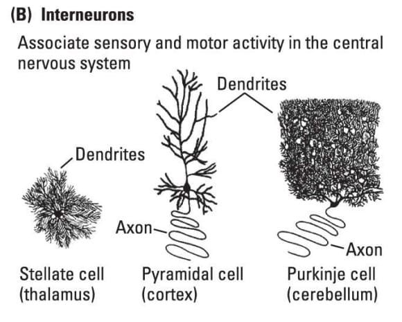 Types of neurons : Interneurons