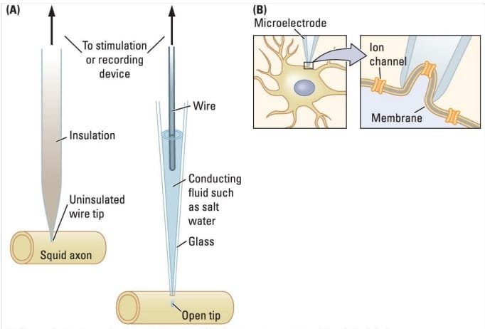 Method of research in neuropsychology : Microelectrode