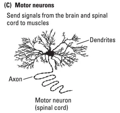 Motor Neuron