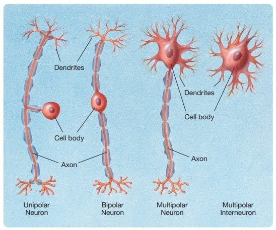 Number of Processes in neurons