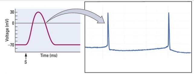 Oscilloscope recordings