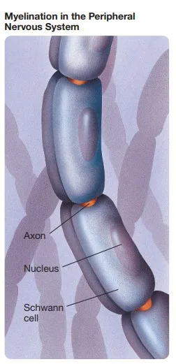 Glial Cells Schwann cell