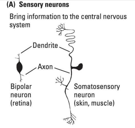 Types of neurons : Sensory Neuron