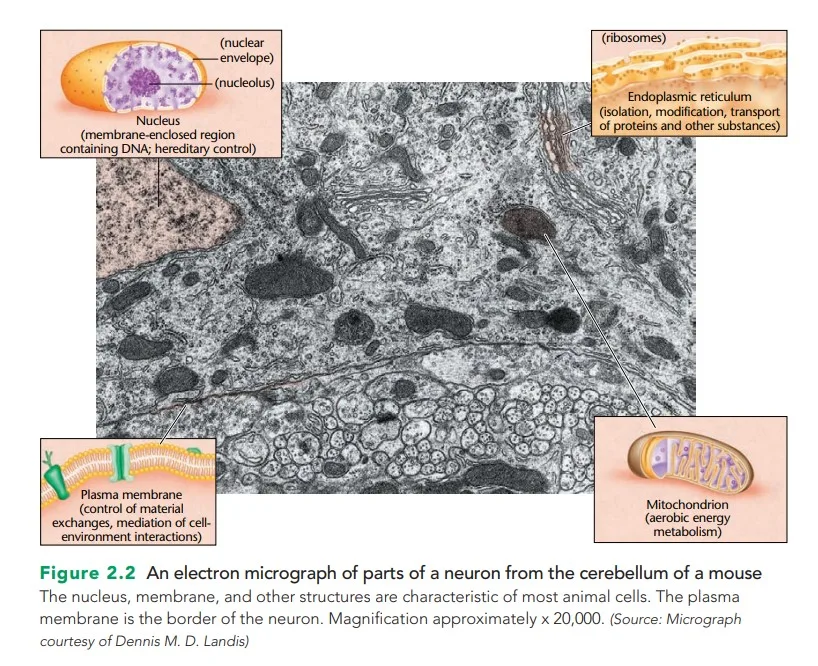 Soma of Neuron