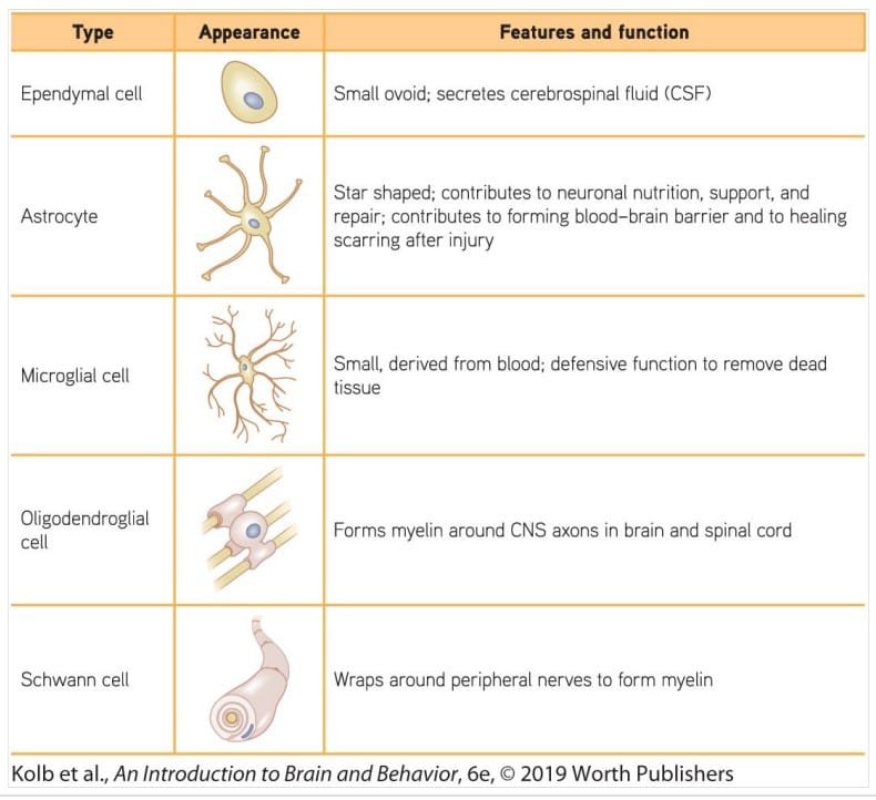 Types of Glial cells