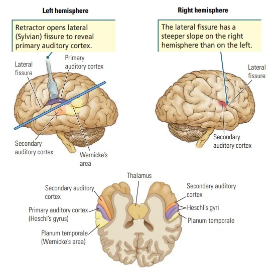 Anatomical Asymmetry in Brain Hemisphere