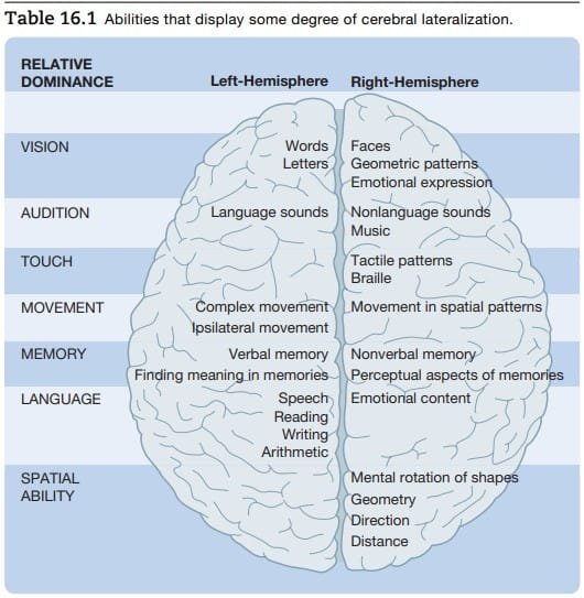 Functions of Brain Hemispheres