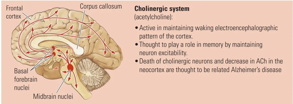 Effect of Neurotransmitter : Cholinergic System