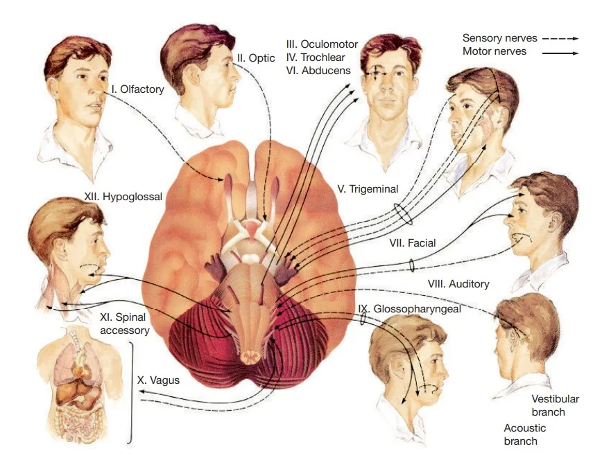 peripheral nervous system : Cranial nerves