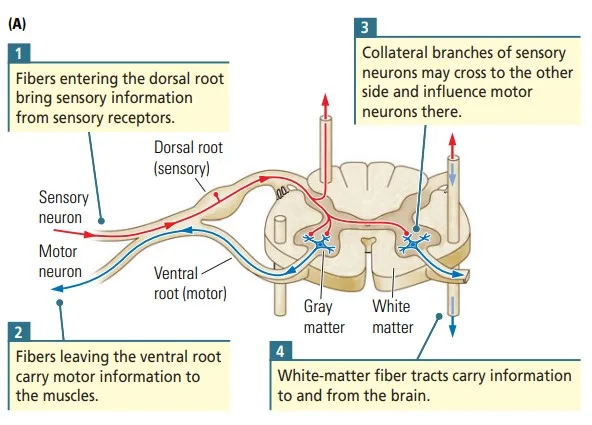 Cross section of Spinal cord
