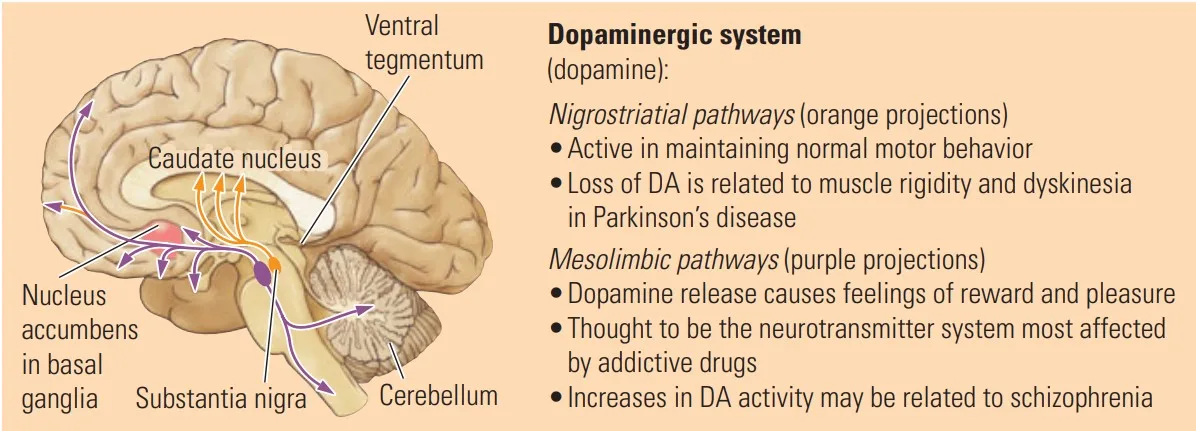 Effect of Neurotransmitter : Dopaminergic System