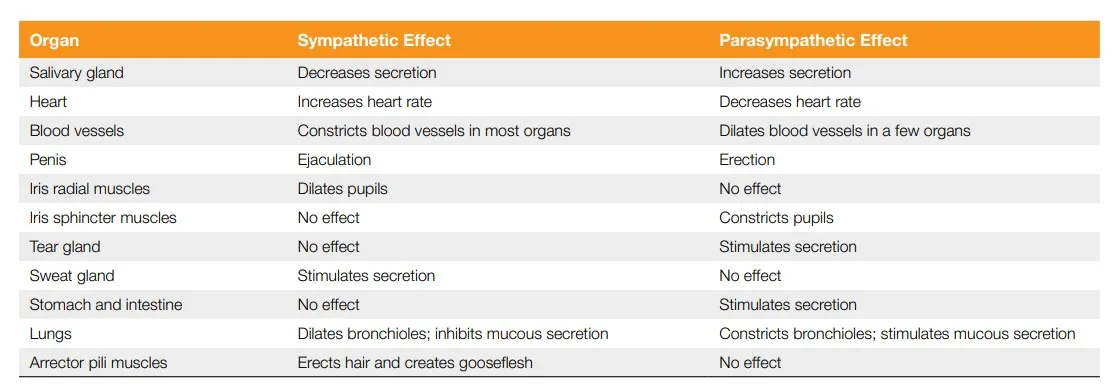Functions of ANS