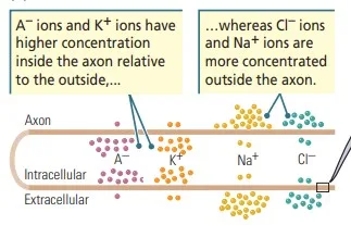 Ion distribution for neural conduction