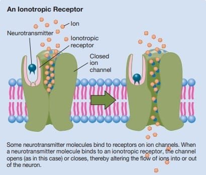 Ionotropic Receptor