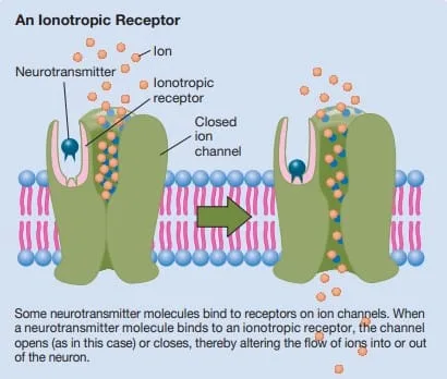 Ionotropic Receptor