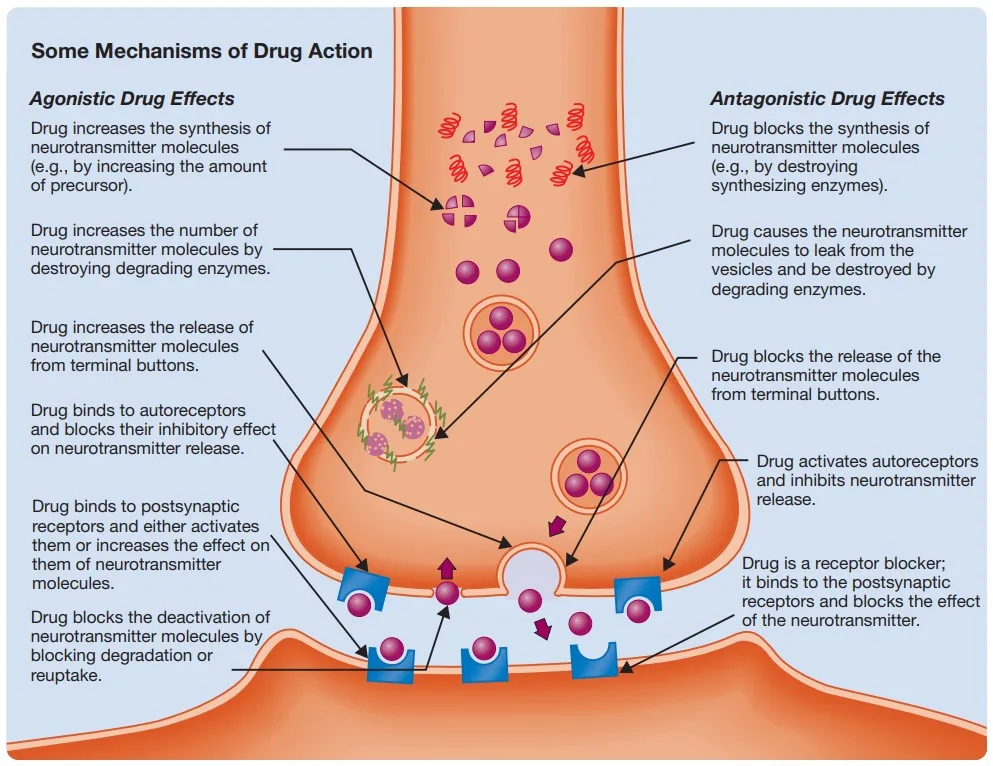 Mechanism of Drug Action
