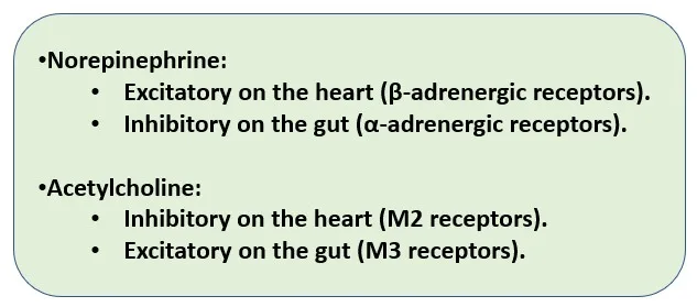 Neurotransmitter in ANS