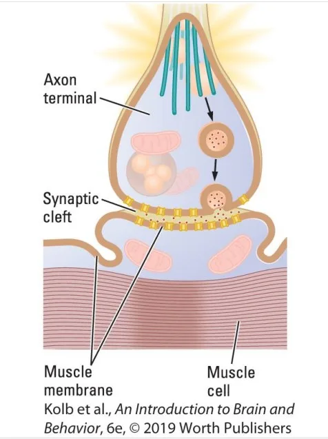 Nicotinic ACh Receptor