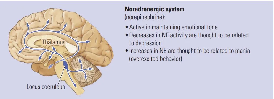 Effect of Neurotransmitter : Noradrenergic System