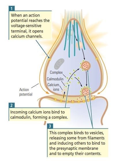 Step 2 in Synaptic transmission