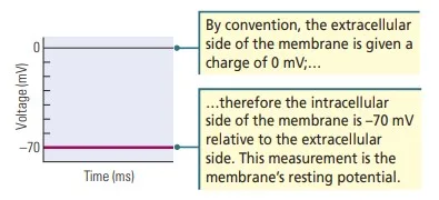 Resting potential 