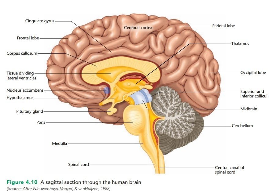 Sagital section of human brain hemispheres
