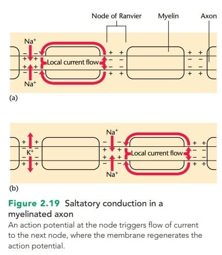 Saltatory Conduction