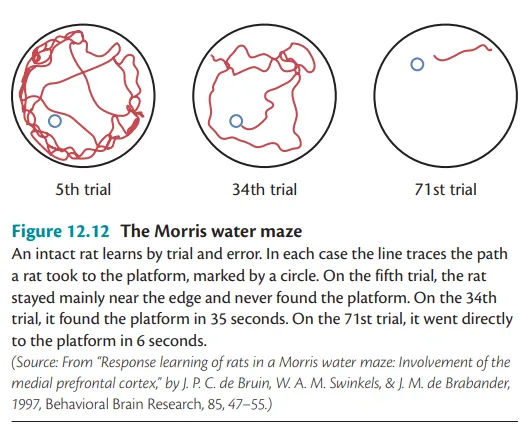 Morris Water Task