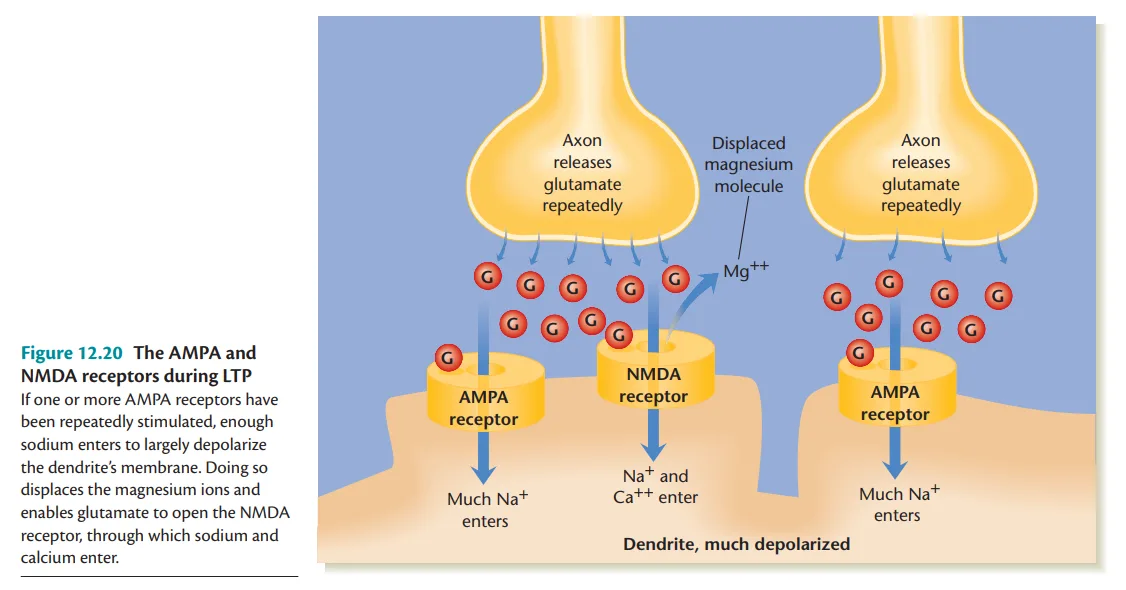 Receptors During LTP