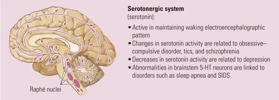 Effect of neurotransmitter : Serotonergic System