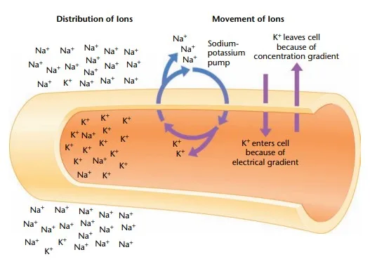 Sodium Potassium Pump