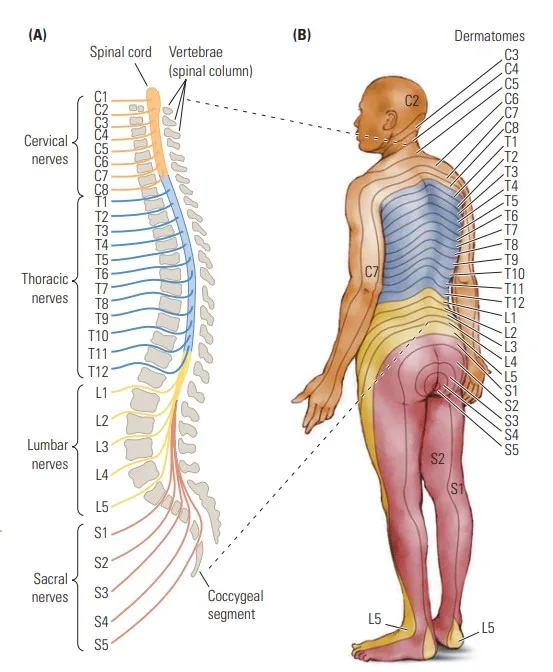 Spinal cord and spinal nerve structure