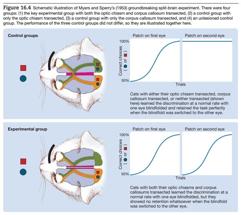 Split brain Experiment