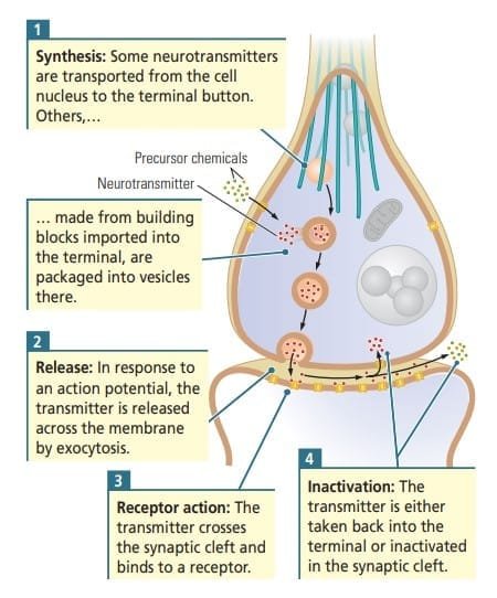 Steps in synaptic transmission
