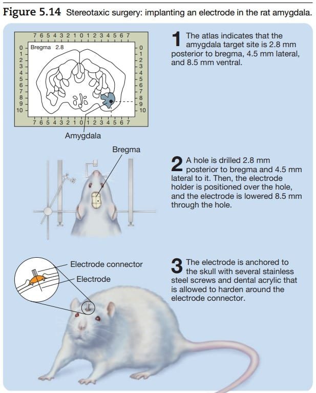 Research methods in neuropsychology : Stereotaxic surgery