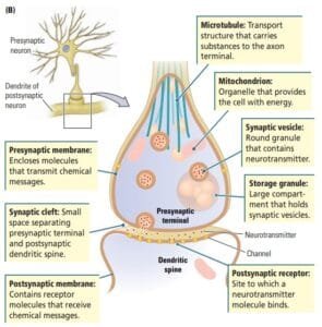4 Steps of Synaptic Transmission : Communication between neurons ...