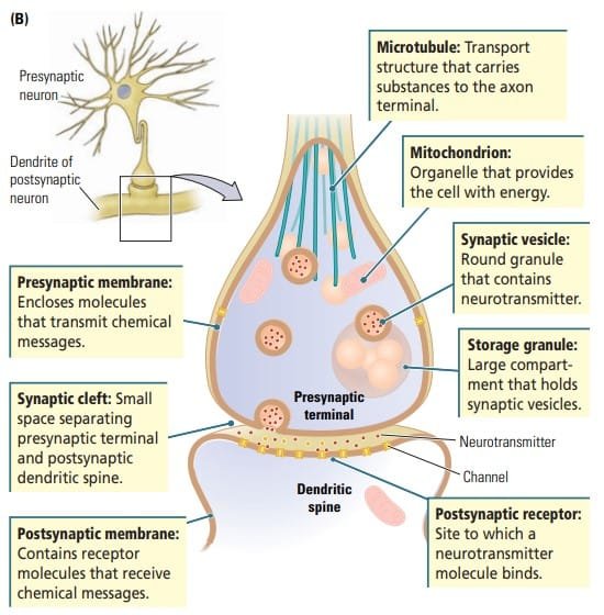 Synaptic Transmission : Structure of Synapses