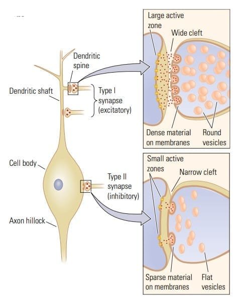 Type I and II synapses