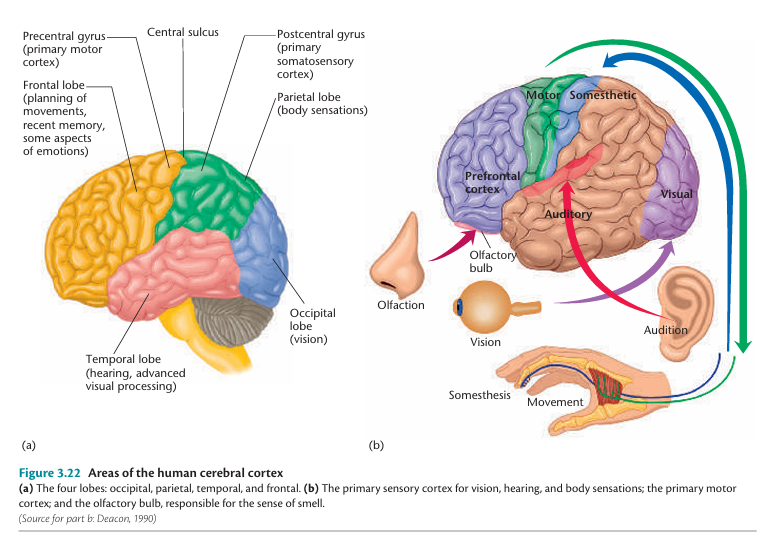 Brain Lobes