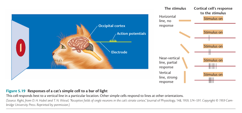 Hubel & Wisel's Study on Visual Cortext